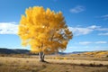 Quaking aspen (Populus tremuloides) - North America