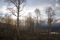 Quaking Aspens at Evening Royalty Free Stock Photo