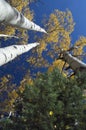 Quaking Aspens and Pine Tree, Flagstaff, Arizona Royalty Free Stock Photo