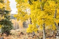 Quaking Aspens Populus tremuloides changing color in the Fall, Flagstaff, Arizona Royalty Free Stock Photo