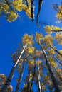 Quaking Aspens Populus tremuloides changing color in the Fall, Flagstaff, Arizona Royalty Free Stock Photo