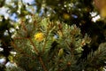 Quaking Aspens Populus tremuloides changing color in the Fall, Flagstaff, Arizona Royalty Free Stock Photo