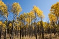 Quaking Aspens Populus tremuloides changing color in the Fall, Williams, Arizona Royalty Free Stock Photo