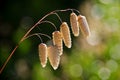 Quaking Grasses ~ Briza Media Royalty Free Stock Photo