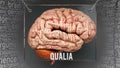 Qualia in human brain Royalty Free Stock Photo