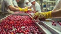 Quality Control in Food Processing: Workers Inspecting Fresh Cherries