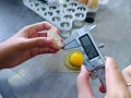 A quality control is measuring thickness of chicken egg shells Royalty Free Stock Photo