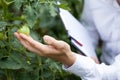 Quality inspection in glasshouse Royalty Free Stock Photo