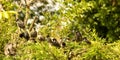 Quality Time, Family Group of Starlings.