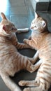 QUALITY TIME WITH MY BROTHER cat catlovers funnycat cutiecat kitten