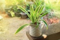 Quan Yin Bamboo Tree in potted