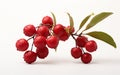 Quandong Berry on Pure White Royalty Free Stock Photo