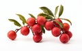 Quandong on White Canvas Royalty Free Stock Photo
