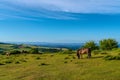 Quantock Hills Somerset pony view to Hinkley Point Uk countryside Royalty Free Stock Photo