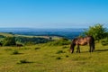 Quantock Hills Somerset pony view to Hinkley Point Royalty Free Stock Photo