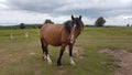 Quantocks pony Royalty Free Stock Photo