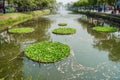 Quarantine aquatic weeds to prevent propagation and maintain river cleanliness. A group of plants cover the surface of the water i