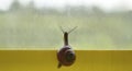Quarantine and self-isolation during the coronavirus pandemic concept. Social distancing. To stay home. Garden snail looks out the