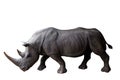 Quare-lipped rhinoceros isolated on white background Royalty Free Stock Photo