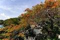 Quaresmeira is a tree of remarkable beauty that enchants by the exuberance of its flowers Royalty Free Stock Photo