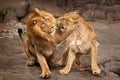 Quarrel lovers Lion male and lioness female conflict the lioness snarls, a symbol of family relations and conflicts. heads,