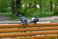 Quarrel of two enamored pigeons on a park bench