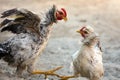 Quarreling fighting chickens Royalty Free Stock Photo