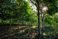 Quarry reforested with mahogany trees Royalty Free Stock Photo