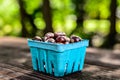 Quart Container of Chestnuts Copyspace Royalty Free Stock Photo