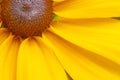 A quarter of the big yellow flowers as background Royalty Free Stock Photo