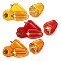 Quarter, half of sweet peppers. Capsicum. Cartoon style. Vector illustration.