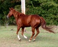 Quarter Horse