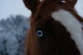 Blue eye of horse close up in winter