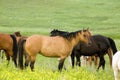 Quarter horse in clover Royalty Free Stock Photo