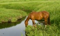 Quarter Horse At Creek