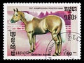 Quarter Horse Equus ferus caballus, Horses serie, circa 1986