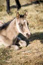 Quarter horse filly Royalty Free Stock Photo