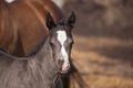 Quarter horse foal Royalty Free Stock Photo