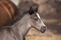 Quarter horse foal Royalty Free Stock Photo