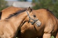 Quarter horse foal Royalty Free Stock Photo