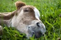 Quarter Horse Foal Royalty Free Stock Photo