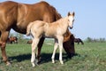 Quarter horse foal Royalty Free Stock Photo