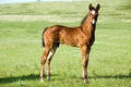 Quarter horse foal