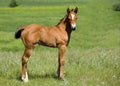 Quarter horse foal Royalty Free Stock Photo