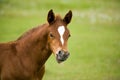 Quarter horse foal Royalty Free Stock Photo