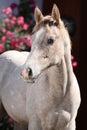 Quarter horse foal in front of pink flowers Royalty Free Stock Photo