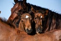 Quarter horse foals