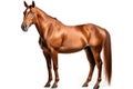 Quarter Horse Horse On White Background. Generative AI