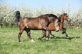 Quarter horse and hutsul running in front of flowering trees