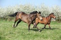 Quarter horse and hutsul running in front of flowering trees Royalty Free Stock Photo